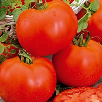 Tomate Bonset F1 - Solanum lycopersicum bonset f1 - Bakker