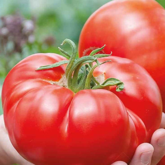 Tomate à très gros fruits Country Taste F1 Bio - Bakker.com | France