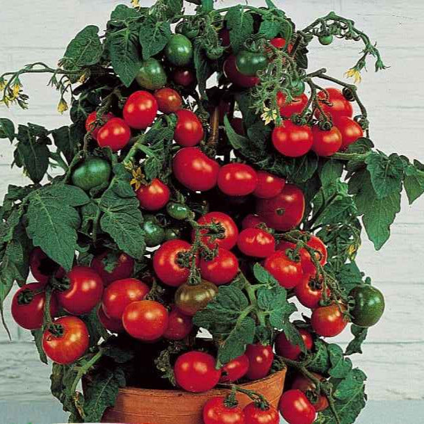 Lycopersicon lycopersicum minibel - Tomate-cerise pour pot Minibel - Graines de tomates