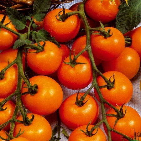 Bakker - Tomate-cerise Sungold F1 - Lycopersicon lycopersicum sungold f1 - Potager