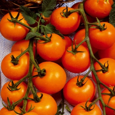 Collection de Tomates cerises - Bakker.com | France