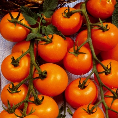 Collection tomates cerises - Collection de Tomates cerises - Graines de tomates