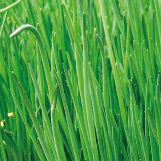 Ciboulette grosse feuilles Staro Bio - Bakker