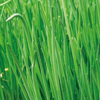 Collection de 4 aromatiques bio - Collection d'aromatiques Bio - Graines d'aromatiques