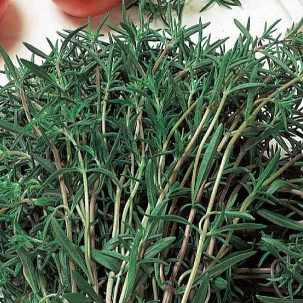 Satureja hortensis - Sarriette commune Bio - Herbes biologiques