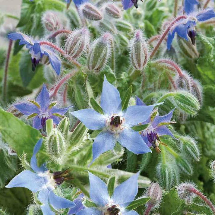 Bourrache - Borago