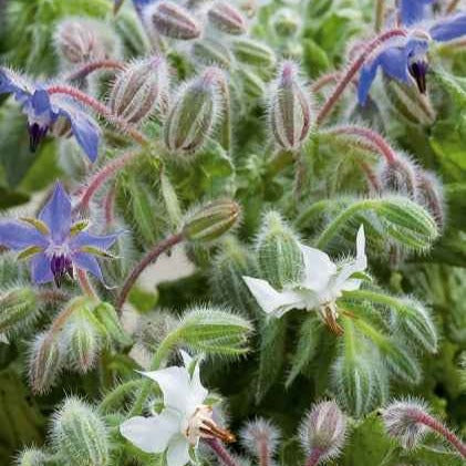 Bourrache Bleu et Blanche - Graines de fleurs annuelles - Bakker