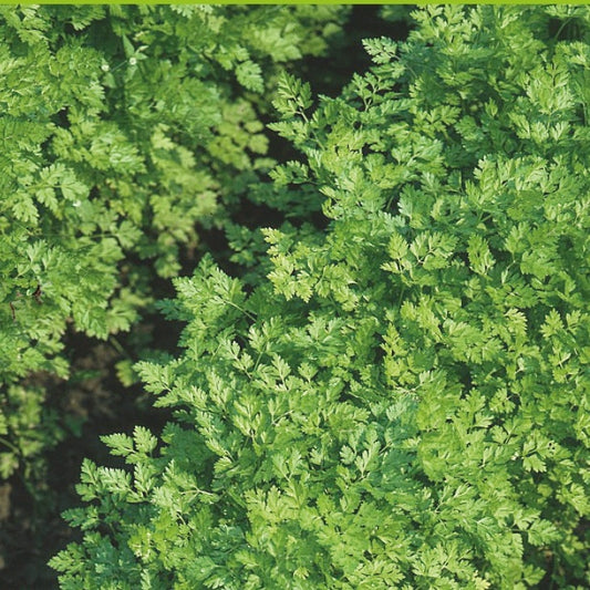 Cerfeuil à feuilles plates Massa Bio - Anthriscus cerefolium massa - Potager