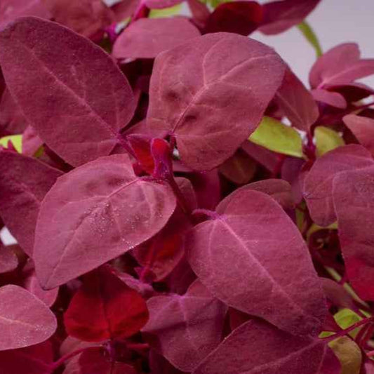 Arroche rouge Red Flash - Bakker