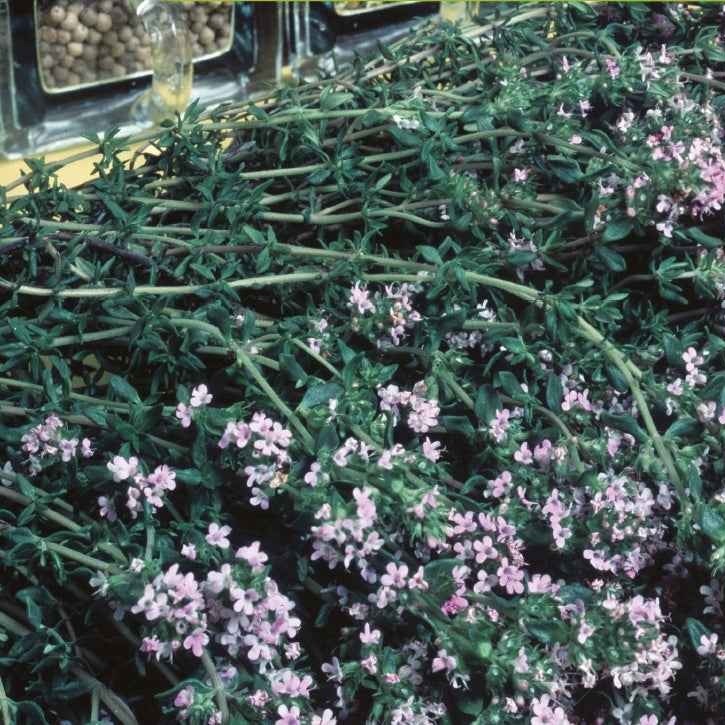 Thym d'hiver Bio - Thymus vulgaris - Bakker