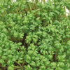 Bakker - Cresson alénois commun Bio - Lepidium sativum - Potager