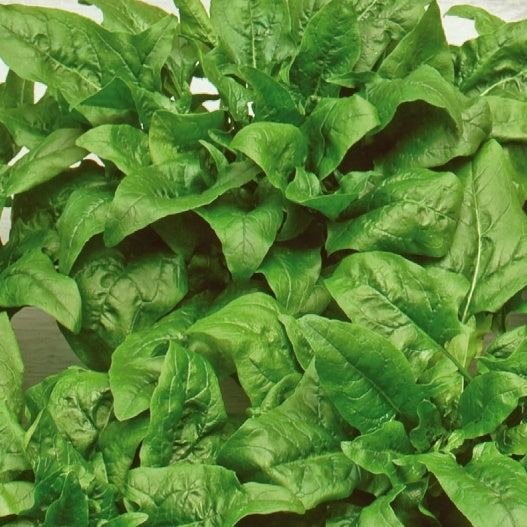 Bakker - Epinard Breedblad Scherpzaad - Beta vulgaris breedblad scherpzaad - Potager