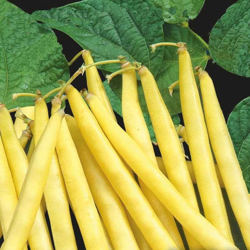 Phaseolus vulgaris orinoco wax - Haricot nain Orinoco wax - Graines de haricots