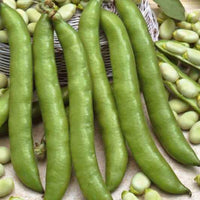 Fève améliorée Driemaal Wit - Vicia faba driemaal wit - Bakker