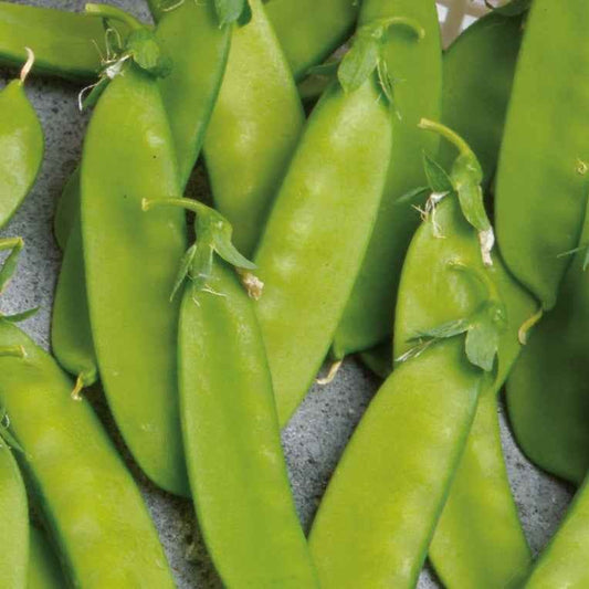 Pois mangetout Norli Bio - Bakker