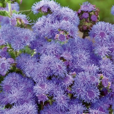 Bakker - Agérate du Mexique Blue Mink - Ageratum houstonianum - Potager