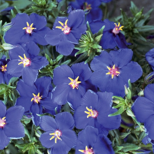 Mouron à grandes fleurs Blue Noon - Bakker