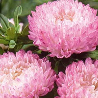 Reine Marguerite Garden Jewel Rose - Bakker.com | France