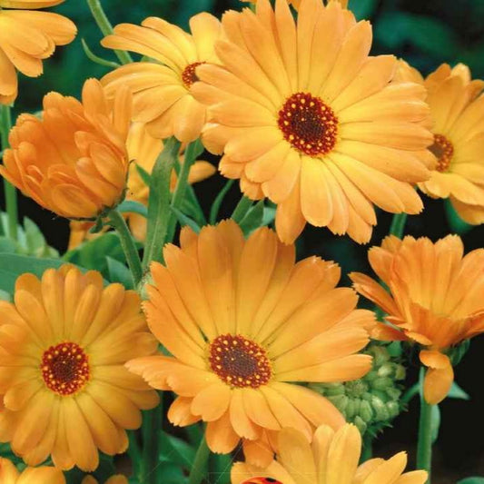 Souci simple Grand Nova Bio - Bakker