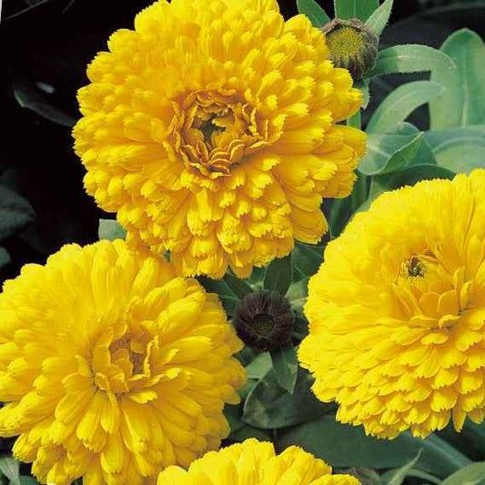 Souci double Golden Yellow - Bakker