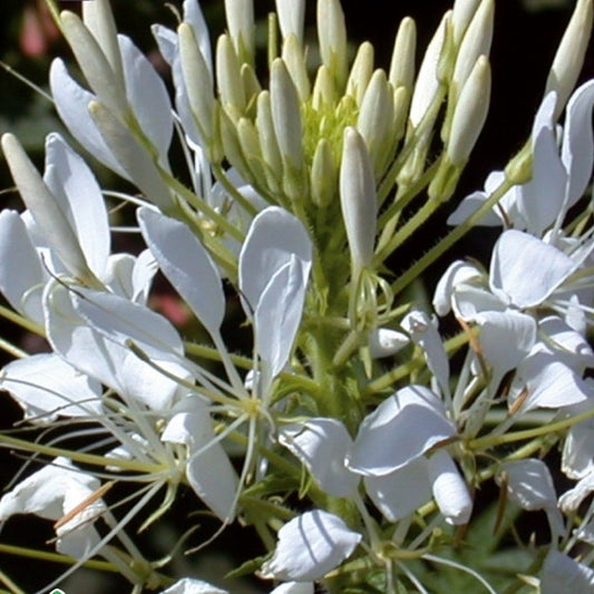 Cléome épineux White Queen - Bakker