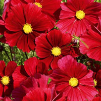 Cosmos bipinné à grande fleur Rubenza - Bakker