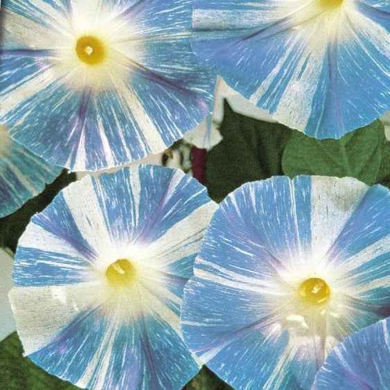 Ipomée à grandes fleurs Flying Saucer - Ipomoea tricolor flying saucer - Bakker