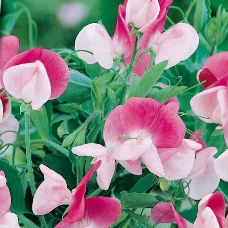 Pois de senteur Painted lady 1937 - Bakker