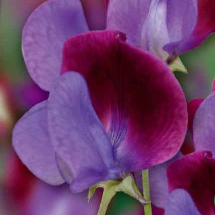 Pois de senteur Cupani's Original 1699 - Bakker