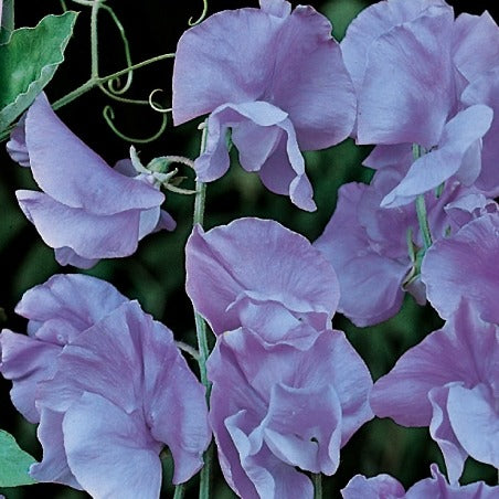 Pois de senteur Lord Nelson 1907 - Bakker