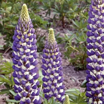 Bakker - Lupin vivace Russell Hybrids The Governer - Lupinus polyphyllus - Potager