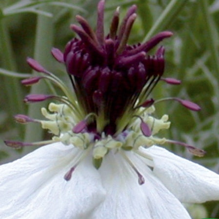 Nigella papillosa - Nigelle d'Espagne African Bride - Graines de fleurs
