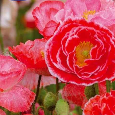 Pavot des Moissons Falling in Love - Bakker