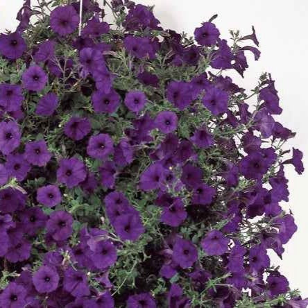 Pétunia retombant Wave Bleu F1 - Bakker