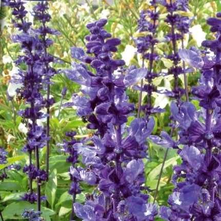 Sauge farineuse Blue Plus - Bakker