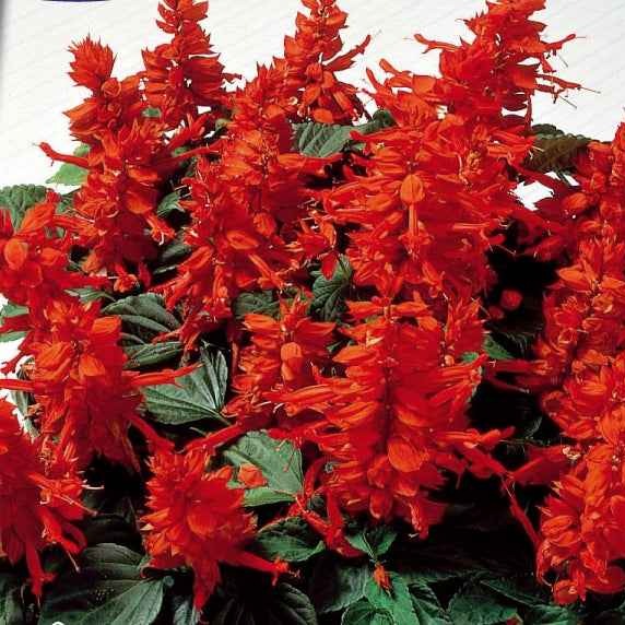 Salvia splendens - Sauge éclatante Feu de St Jean - Sauges