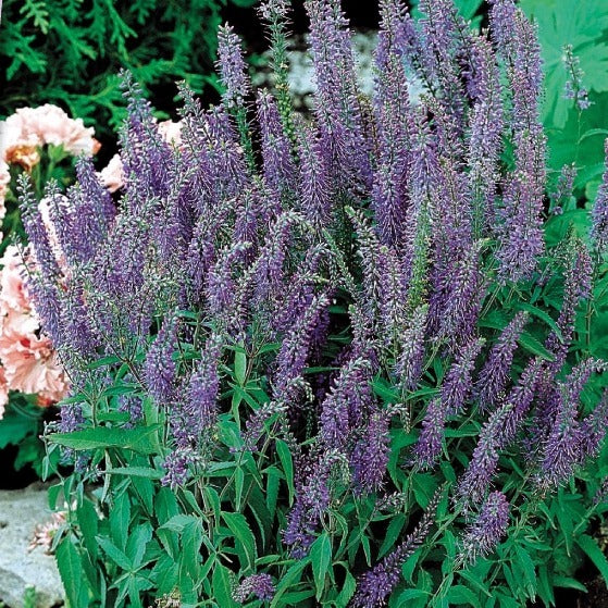 Bakker - Véronique en épis vivace Blue Shades - Veronica spicata blue shades - Potager