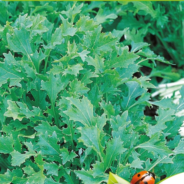 Pousses de navettes - Mesophylla Bio - Brassica rapa - Bakker