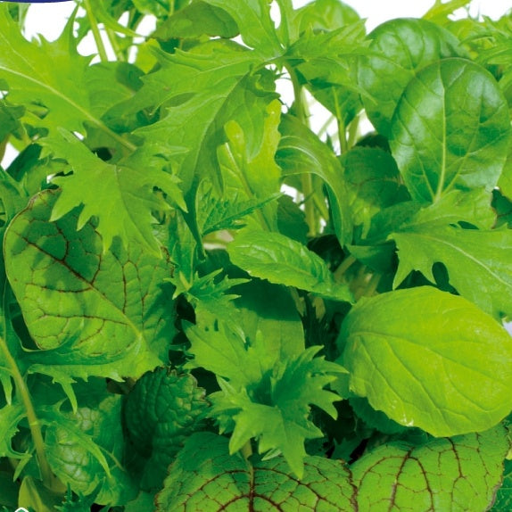 Bakker - Laitues Misticanza di Lattghe en mélange - Lactuca sativa miscanza di lattghe - Potager