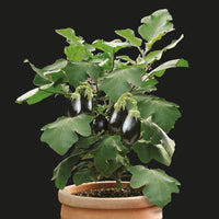 Bakker - Aubergine pour pot Patio Baby F1 - Solanum melongena patio baby f1 - Potager