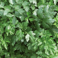 Collection d'aromatiques Bio - Collection de 4 aromatiques bio - Bakker
