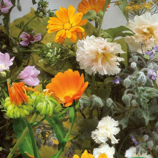 Graines de fleurs et herbes comestibles en mélange - 2 m² - Bakker