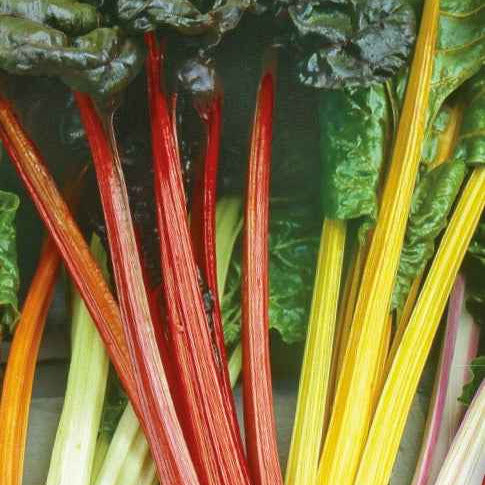 Poirées à cardes colorées en mélange - Bakker