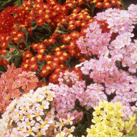 Achillées millefeuille Summer Pastels F2 en mélange - Bakker