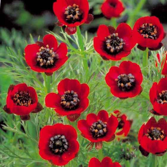 Adonis d'été Deep Red - Bakker