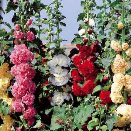 Roses trémières doubles Chater's en mélange - Bakker