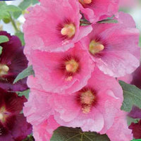 Roses trémières simples Antwerp Stars en mélange - Bakker