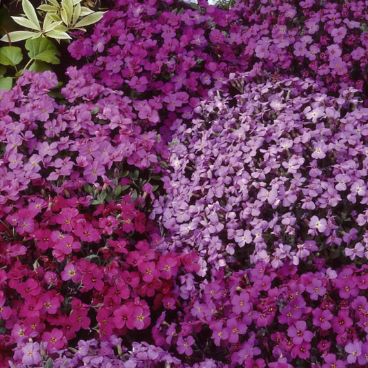 Aubriètes vivaces Cascade en mélange - Bakker