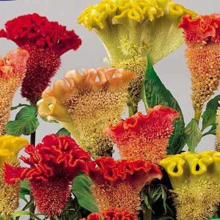 Célosie créte de coq Triangle en mélange - Bakker