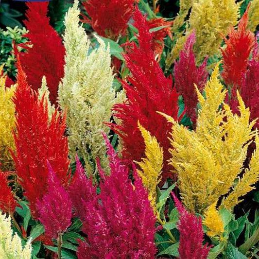 Célosie à épi plumeux Pampas Plume en mélange - Bakker